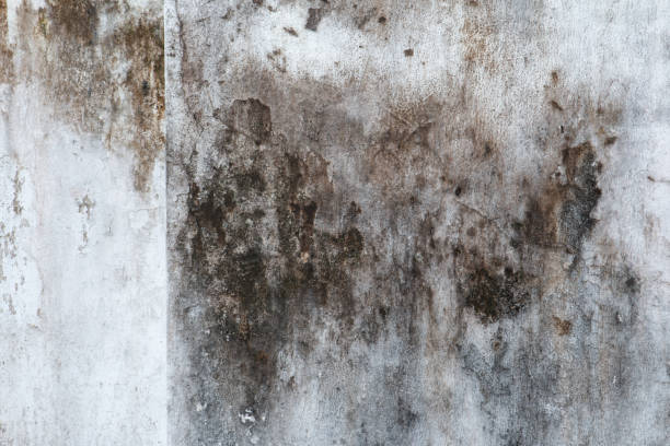 Best Mold-Related Health Consultation  in Berlin, NJ
