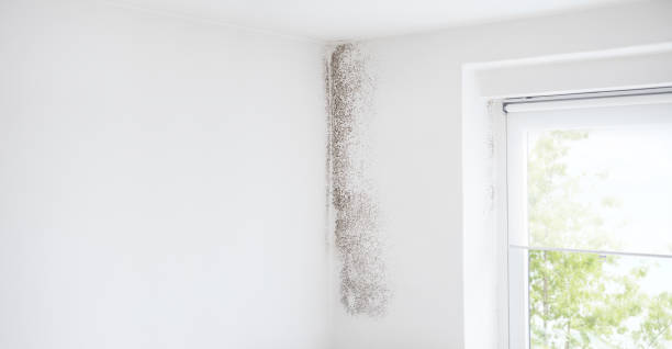 Best Mold Removal for HVAC Installations  in Berlin, NJ