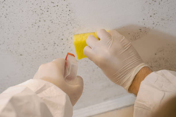 Best Black Mold Removal  in Berlin, NJ