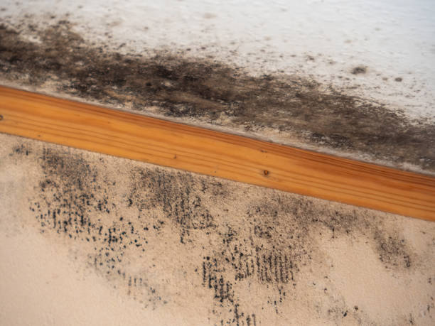 Best Comprehensive Air Testing for Mold Contaminants  in Berlin, NJ