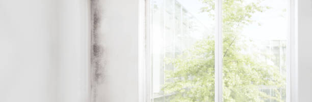 Best Commercial Mold Inspection  in Berlin, NJ